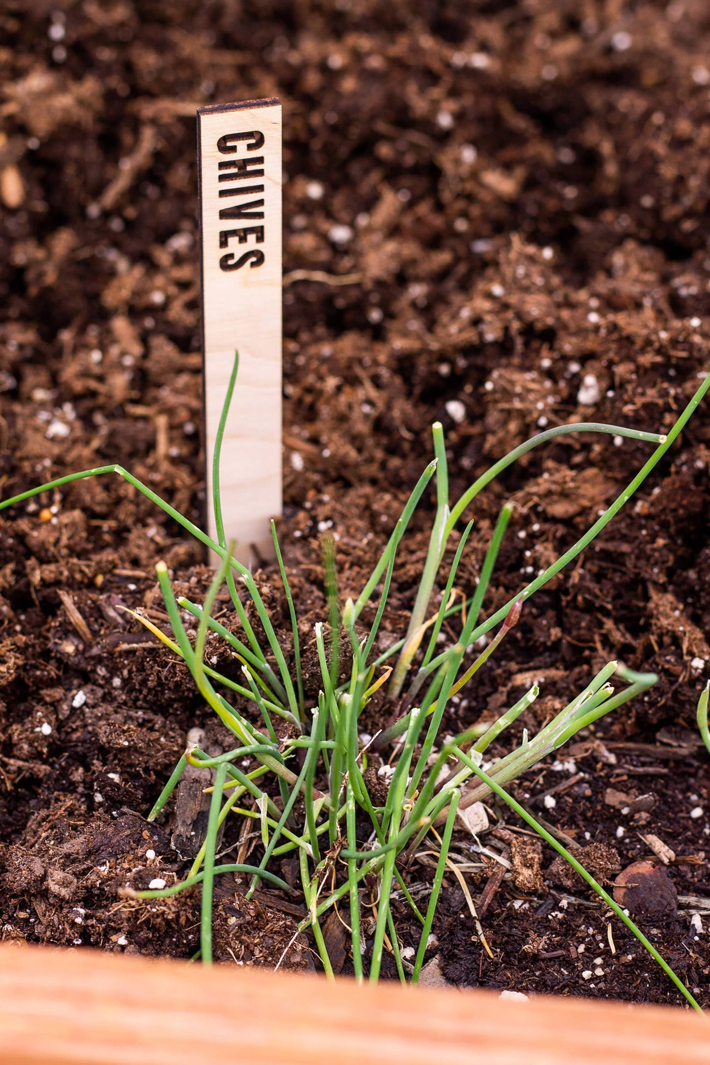 Wooden Plant Name Markers: Basil